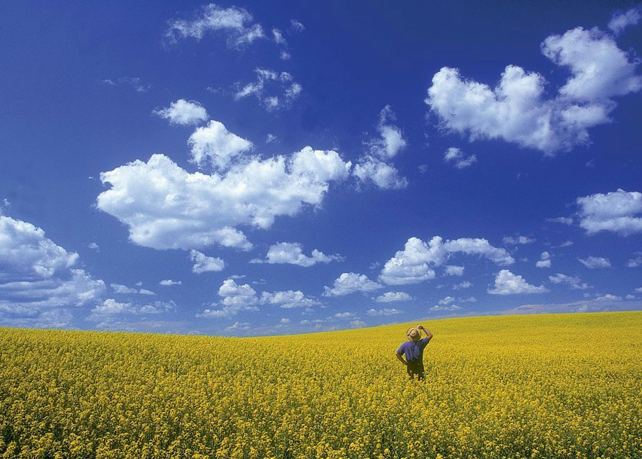 A canola field in Manitoba, Canada.