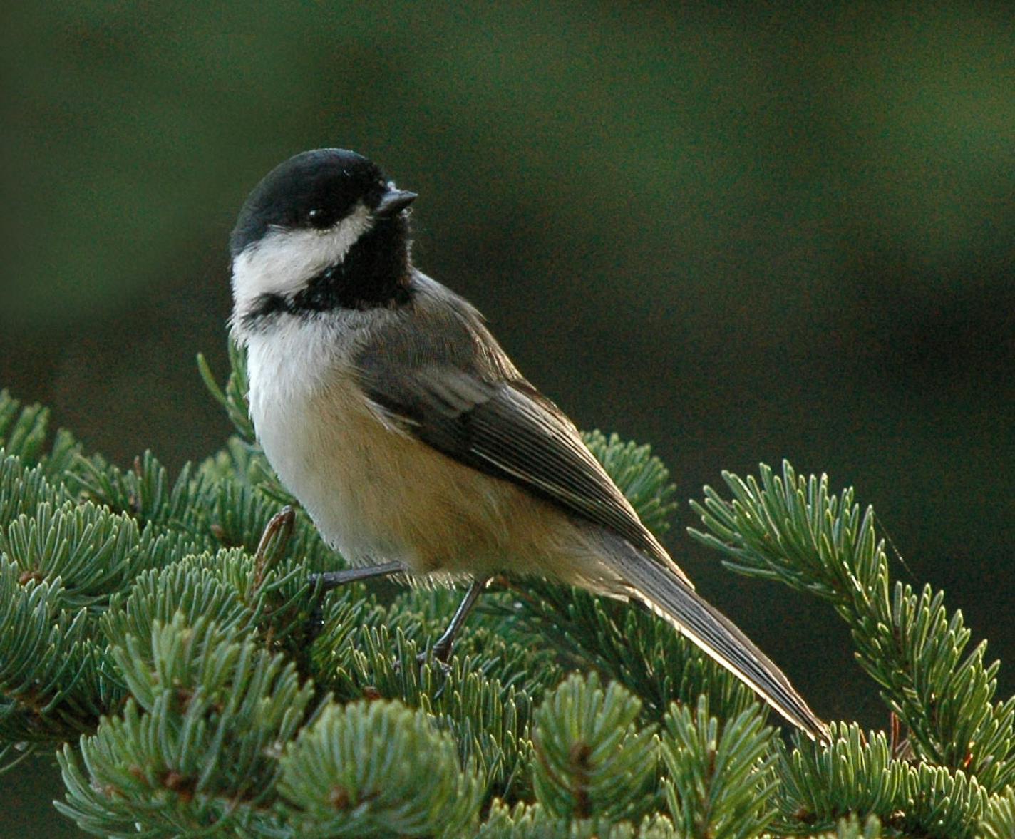 A black-capped chickadee