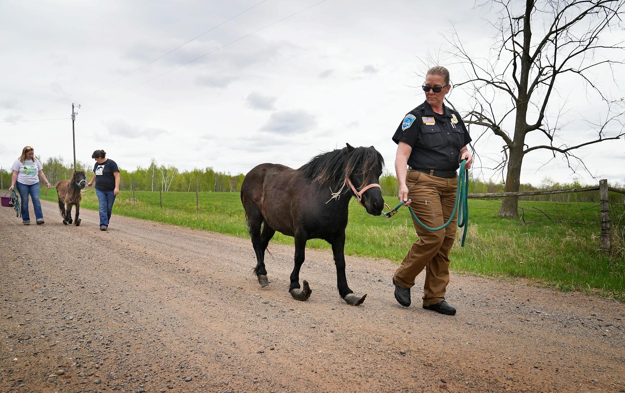 Animal Human Society agent Amanda Oquist, right, walks one of two surrendered Shetland ponies to a nearby horse trailer.