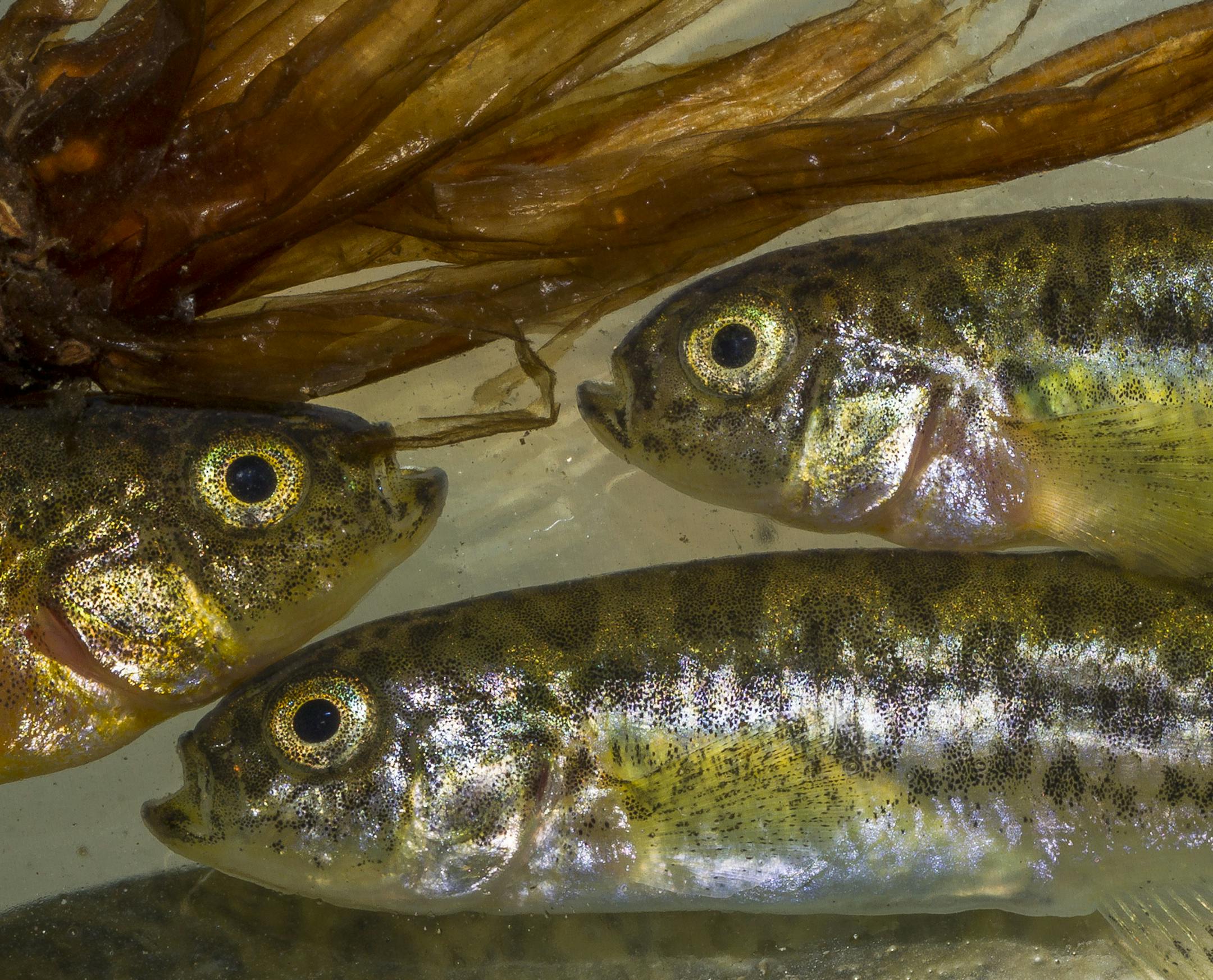 A photo provided by the Wildlife Conservation Society of pupfish. In June 2015, a team of scientists at Madidi National Park in Bolivia documented 8,524 different species in the park. (Mileniusz Spanowicz/Wildlife Conservation Society via The New York Times) -- NO SALES; FOR EDITORIAL USE ONLY WITH NYT STORY SCI WATCH BY JAMES GORMAN OF MAY 29, 2018. ALL OTHER USE PROHIBITED. --