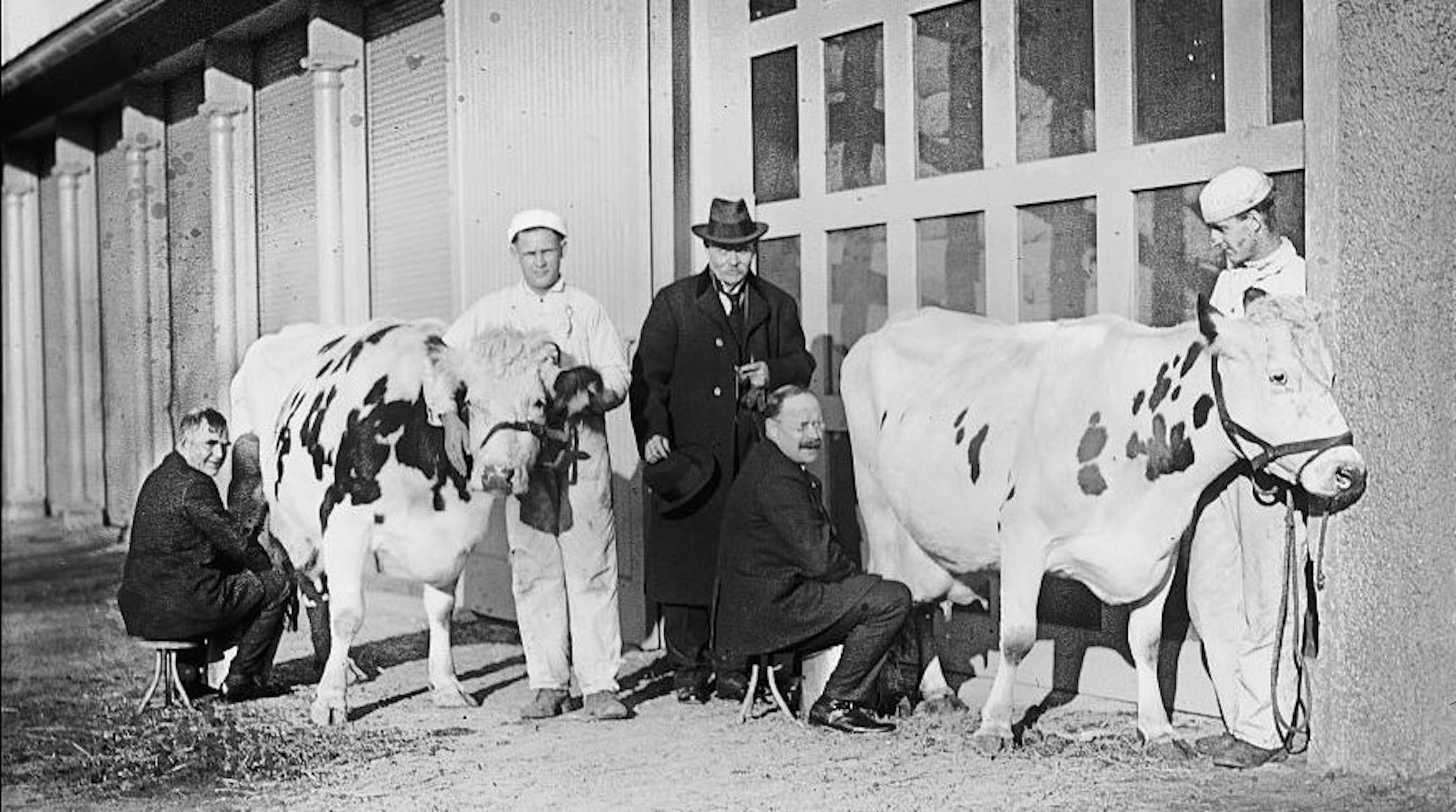 Newly elected to the U.S. Senate, Magnus Johnson challenged Agriculture Secretary Henry C. Wallace to a milking contest, Johnson lost, so challenged Wallace again. That contest was a tie.