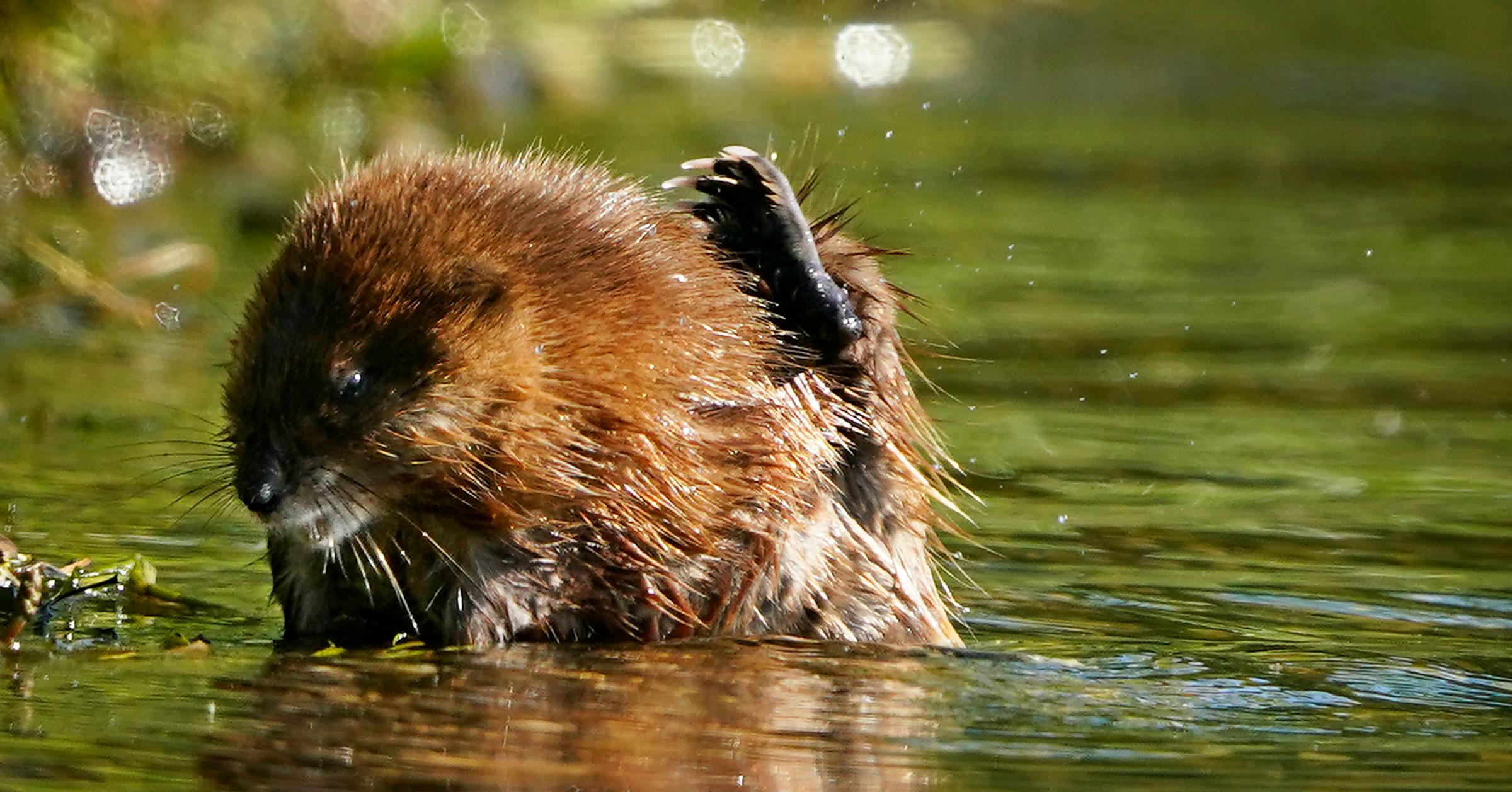 Why are there fewer muskrats in Minnesota?