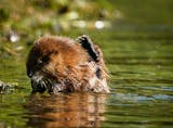 A muskrat dining on vegetation on the shore of Bde Maka Ska scratches an itch Tuesday in Minneapolis ]

DAVID JOLES • david.joles@startribune.com

Tuesday, June 22, 2021, in Minneapolis, MN.