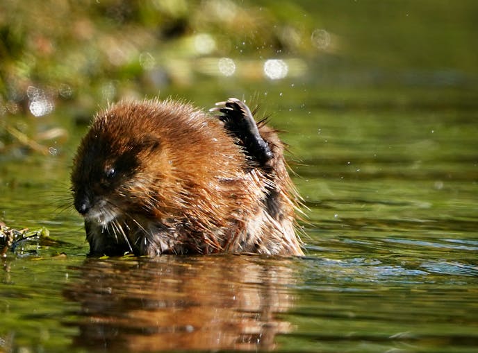 A muskrat dining on vegetation on the shore of Bde Maka Ska scratches an itch Tuesday in Minneapolis ]

DAVID JOLES • david.joles@startribune.com

Tuesday, June 22, 2021, in Minneapolis, MN.