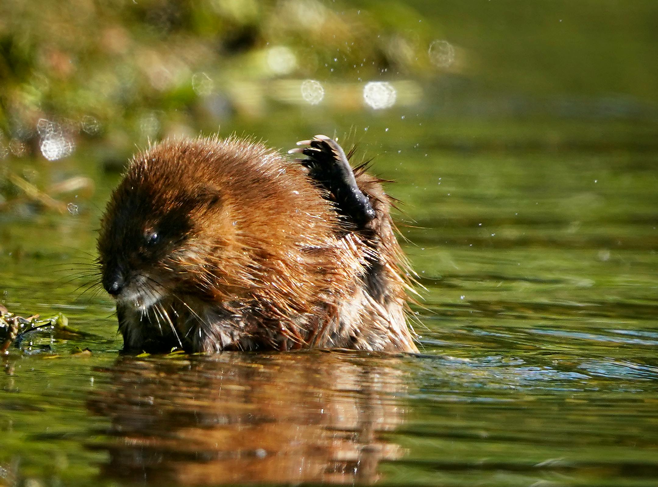 A muskrat dining on vegetation on the shore of Bde Maka Ska scratches an itch Tuesday in Minneapolis ]

DAVID JOLES • david.joles@startribune.com

Tuesday, June 22, 2021, in Minneapolis, MN.