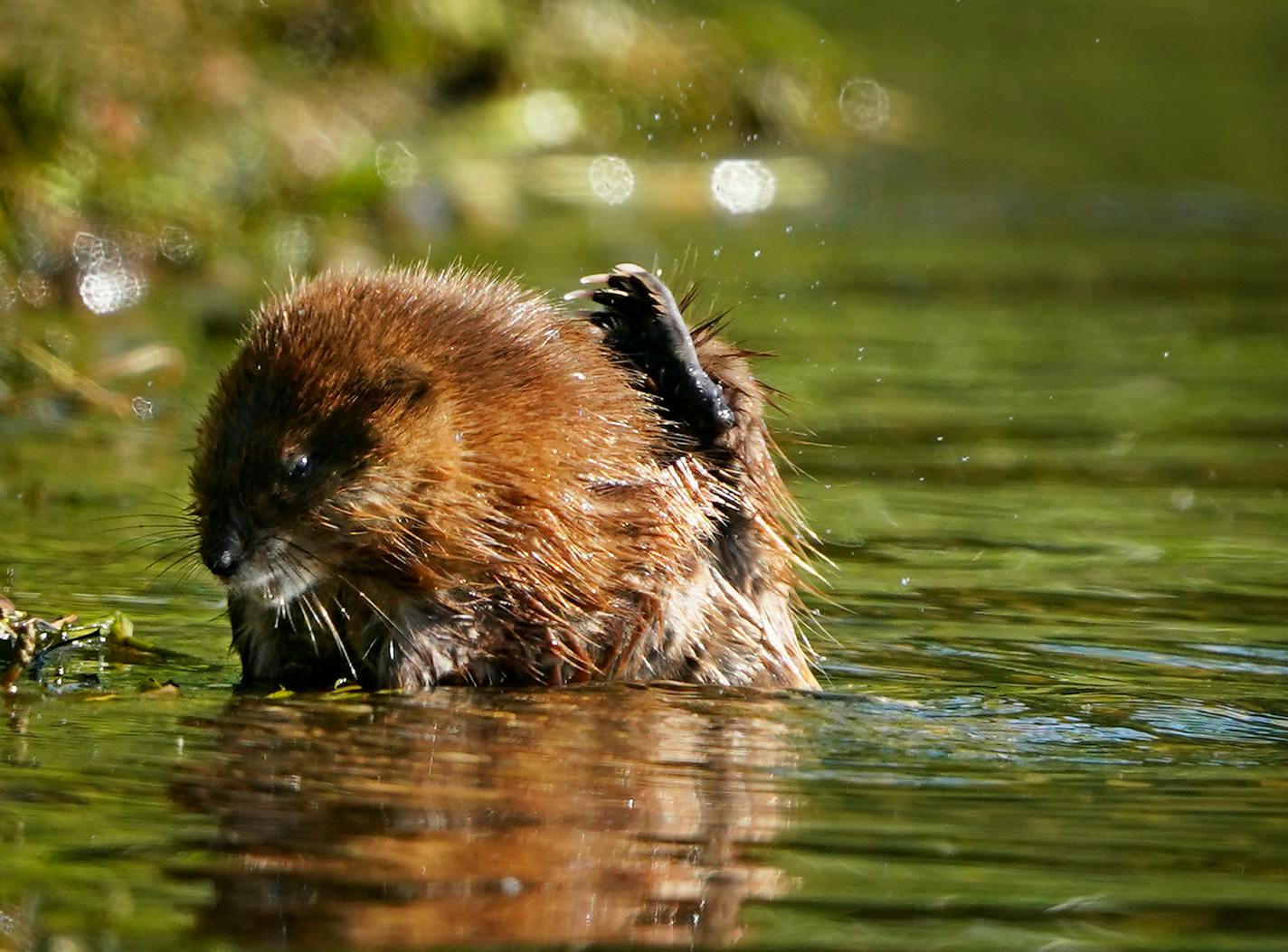 A muskrat dining on vegetation on the shore of Bde Maka Ska scratches an itch Tuesday in Minneapolis ]

DAVID JOLES • david.joles@startribune.com

Tuesday, June 22, 2021, in Minneapolis, MN.