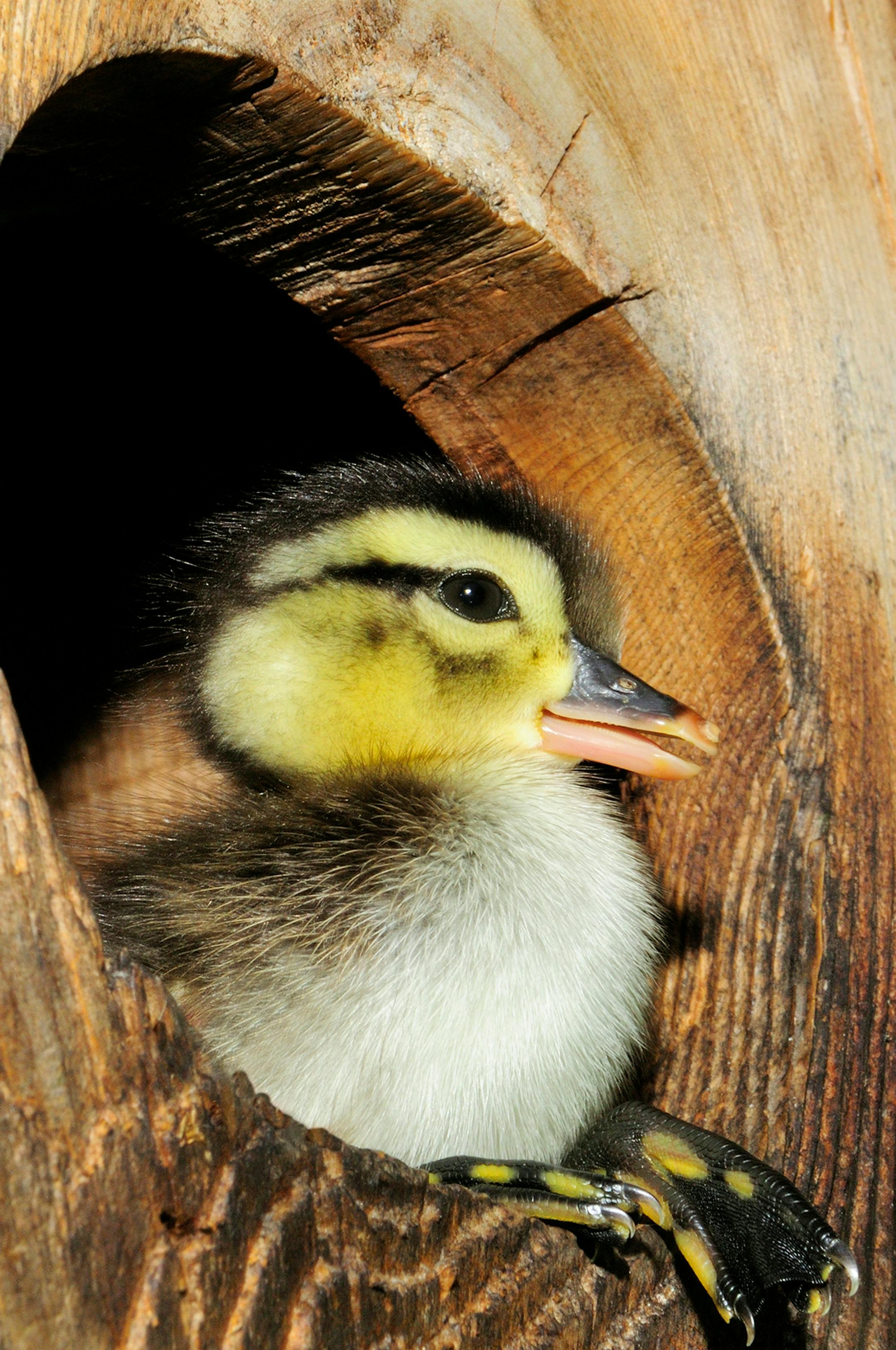 DO NOT USE! ONE-TIME USEAGE WITH BILL MARCHEL COPY ONLY! A one day-old wood duck duckling is about to leap from a nesting box. The downy black and yellow ducklings look like giant bumble bees as they flutter to the ground unhurt.