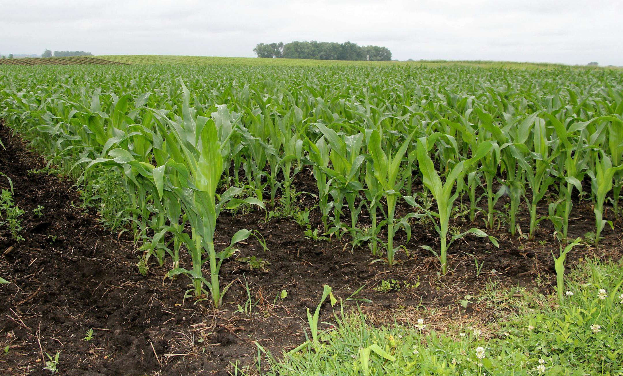 Some corn and soybean fields in southeast Minnesota were damaged by hail storms last week.