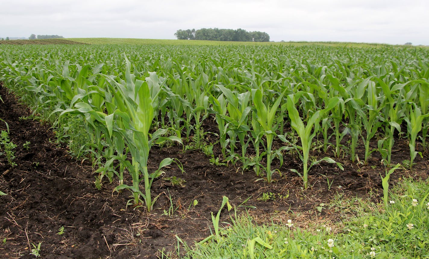 Some corn and soybean fields in southeast Minnesota were damaged by hail storms last week.
