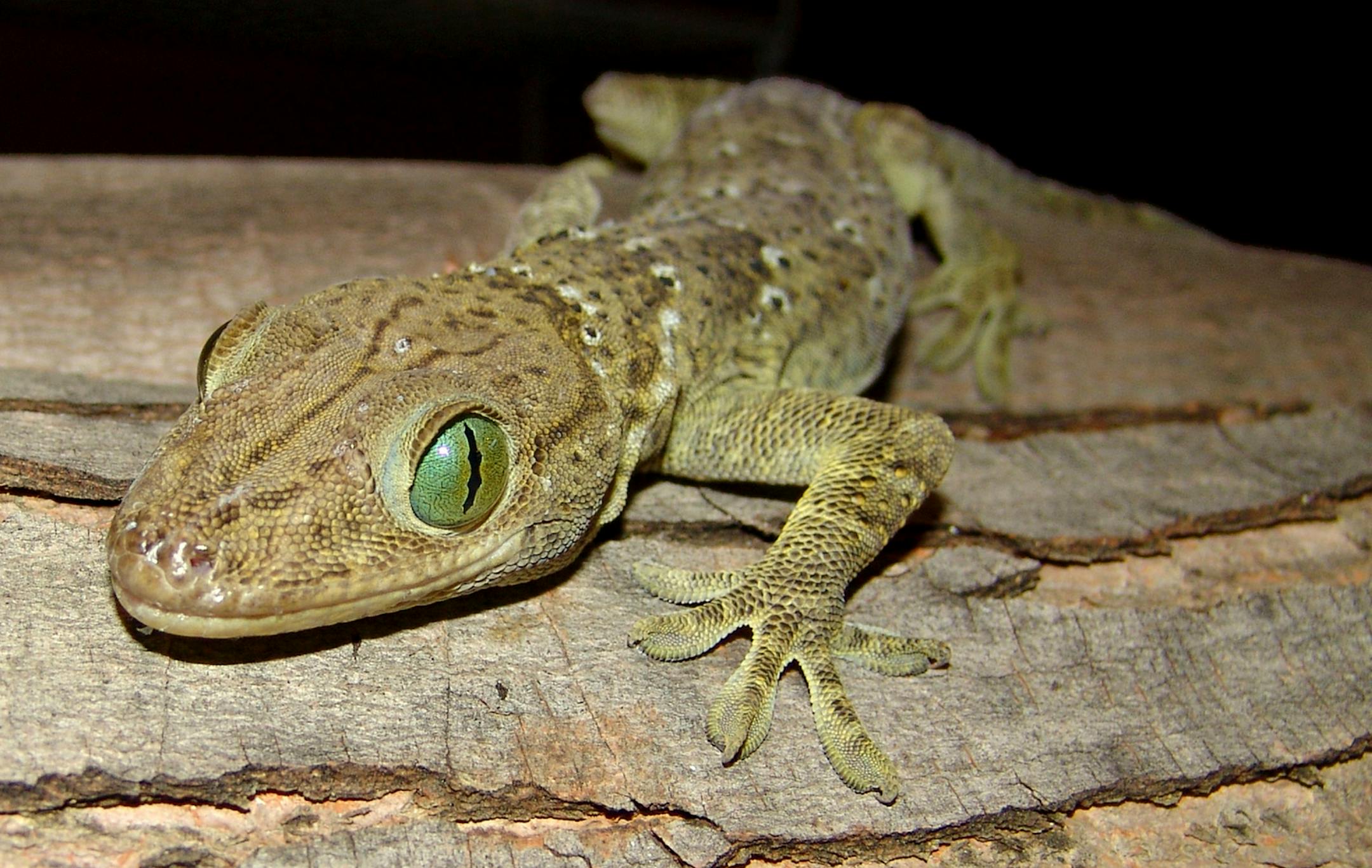 photo provided by Tony Gamble