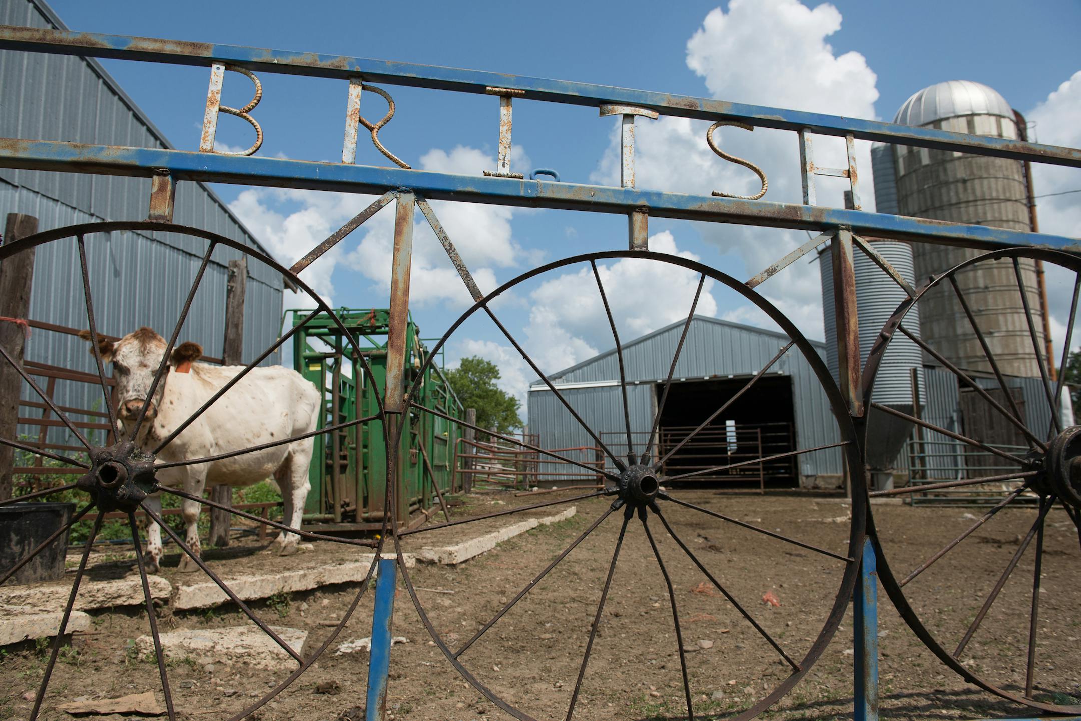 Christina Traeger's Rolling Hills Traeger Ranch in Avon, Minnesota raises grass-fed British White cattle. [ Angela Jimenez/Special to the Star-Tribune angelajime@gmail.com Assignment #20035502A_ SLUG: RANCH_ EXTRA INFORMATION: Christina Traeger, who raises grass-fed British White cattle on her 75-acre Rolling Hills Ranch in Avon, Minnesota with the help of her daughters Rebecca, 20 and Hailey, 15, takes a tour of her ranch on July 29, 2014. She is one of the few women ranchers in the area and is