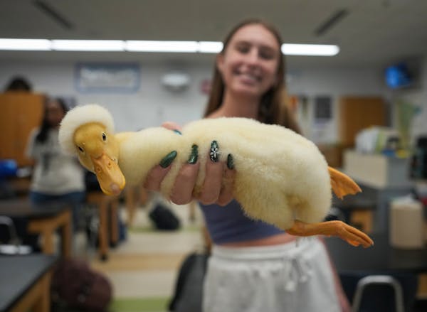 Katelyn Stack demonstrated how Woodstock, a white-crested duck, relaxed in her hand during an Advanced Placement Biology class at Stillwater Area High