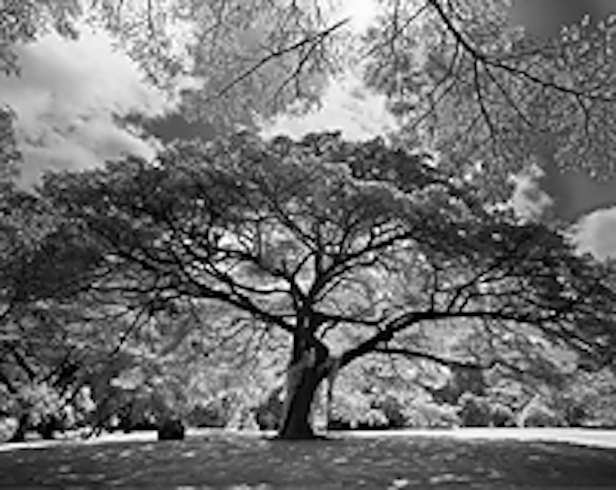 The trees in Ann Ginsburgh Hofkin's images - like these she found in Hawaii - are suffused with an almost supernatural light