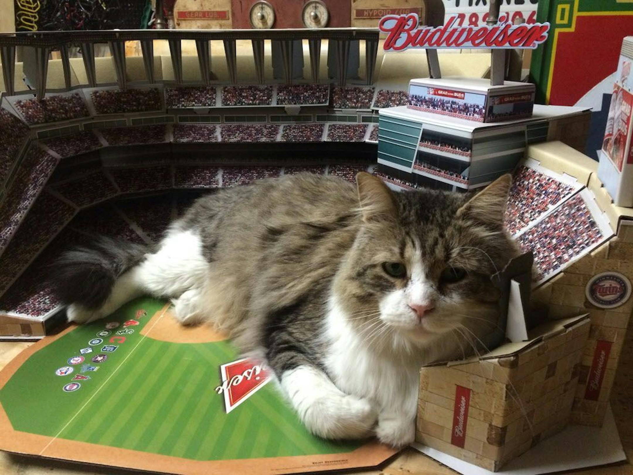 Rachel A. Meyers, Minneapolis: Ben the Norwegian spent the first part of his life on the streets; we adopted him three years ago. He is also a fan of the Twins Ballpark - no tiny humans were harmed" [focus101517