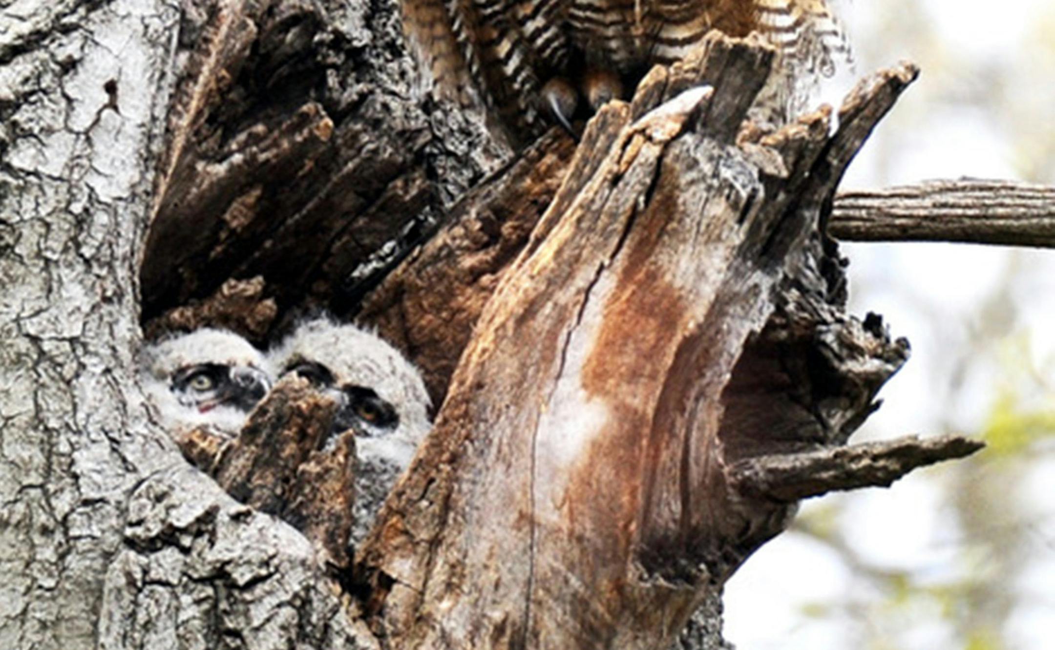 Great horned owlets
Photo by Jim Williams