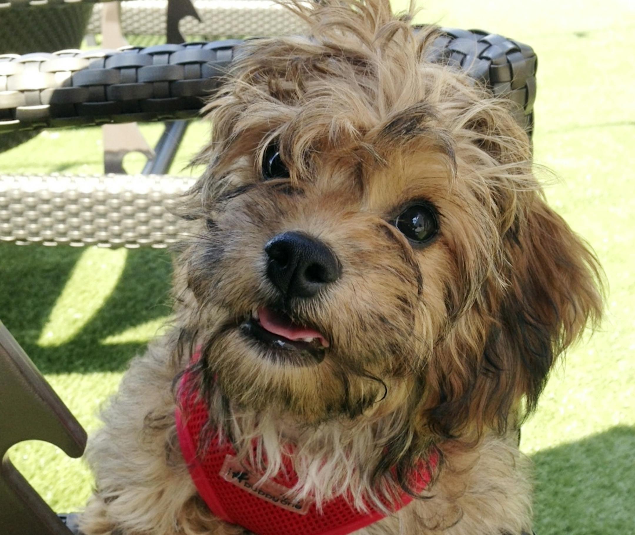 This October 2013 photo provided by Brande Bradshaw shows Bridgette at home in Austin, Texas. The breed is the newest and latest in the decades-old search for the dog-face fountain of youth and perfect pet accessory. But the American Kennel Club doesn't recognize the new trend as an official breed, and one expert calls some specially bred small dogs expensive "gimmicks." (AP Photo/Courtesy Brande Bradshaw)