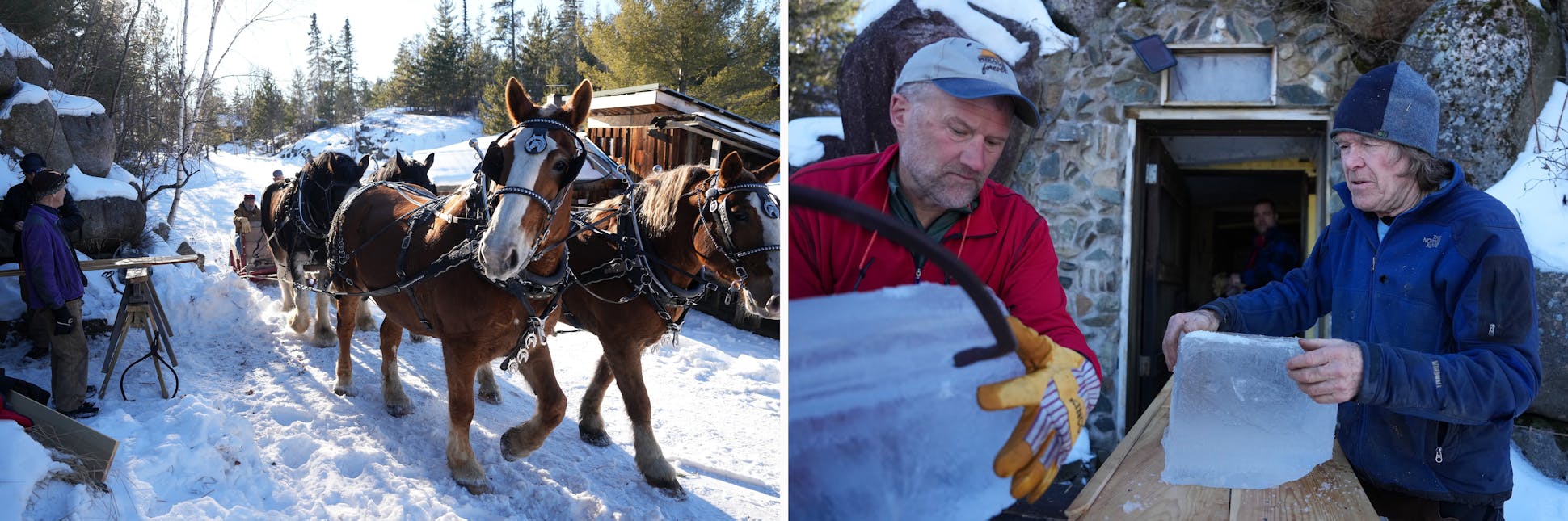 Left: A team of two Belgian and two Shire draft horses driven by Mike Berthiaume pulled a trailer with blocks of ice cut from Pickett's Lake to Steger Wilderness Center's cold storage during the annual Ice Ball ice harvest on Feb. 3 in Ely. Right: Will Steger worked with friends to load the ice cut from the lake. 