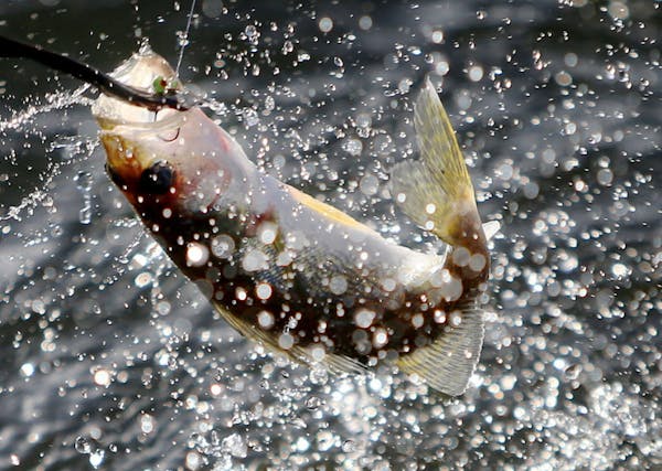 A small walleye is pulled in on the Twin Pines Resort boat Wednesday, July 29, 2015, during an evening excursion on Lake Mille Lacs.