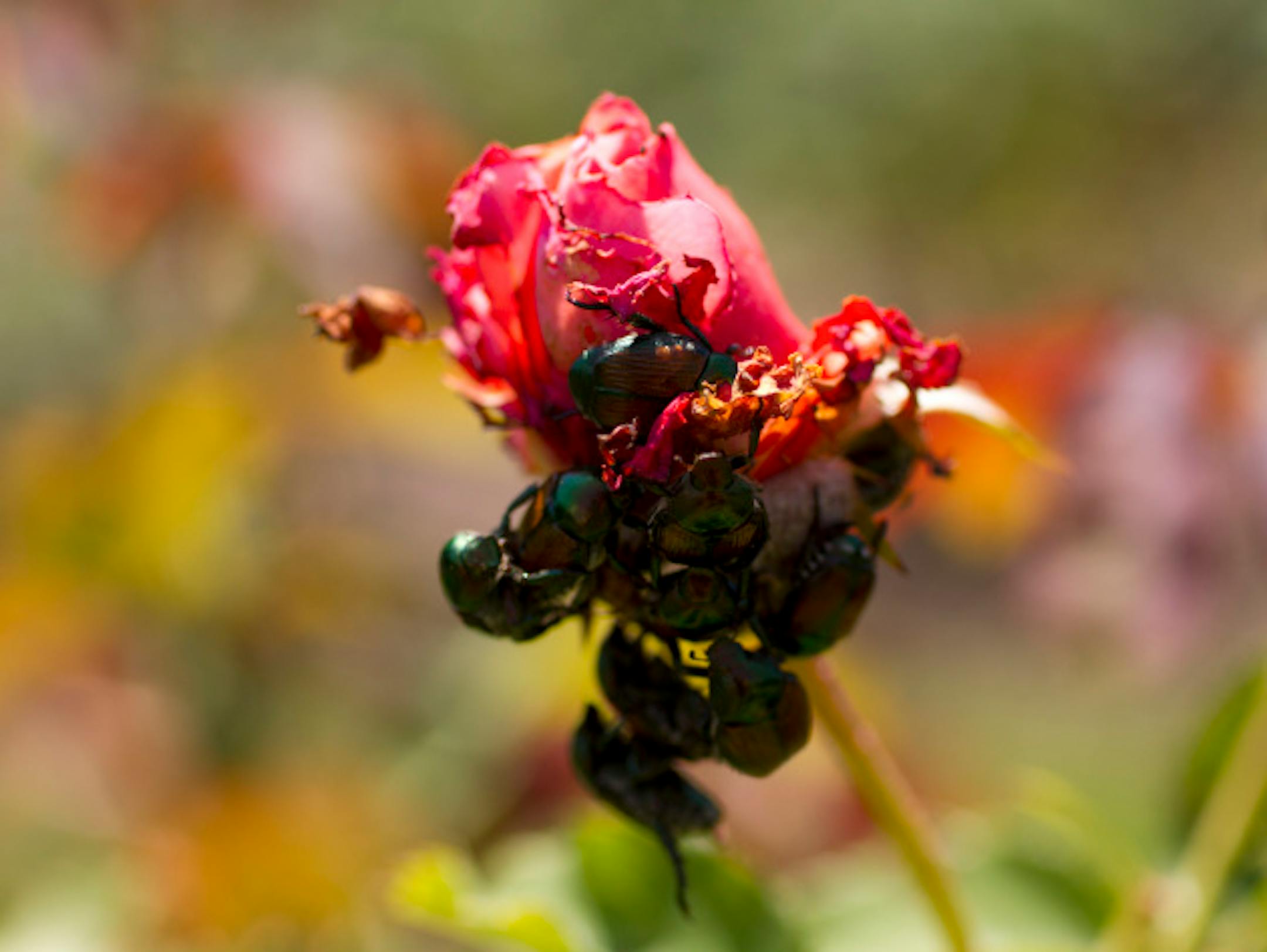 Japanese Beetles fed on rose blossoms from the Kiss Me variety Friday afternoon July, 29, 2011 at the Rose Garden near Lake Harriet in Minneapolis, Minn. The beetles, which arrived in the U.S. from Japan in 1916, have been devouring flowers, but especially roses in the Rose Garden in the past several years.  ] JEFF WHEELER '\u20AC' jeff.wheeler@startribune.com