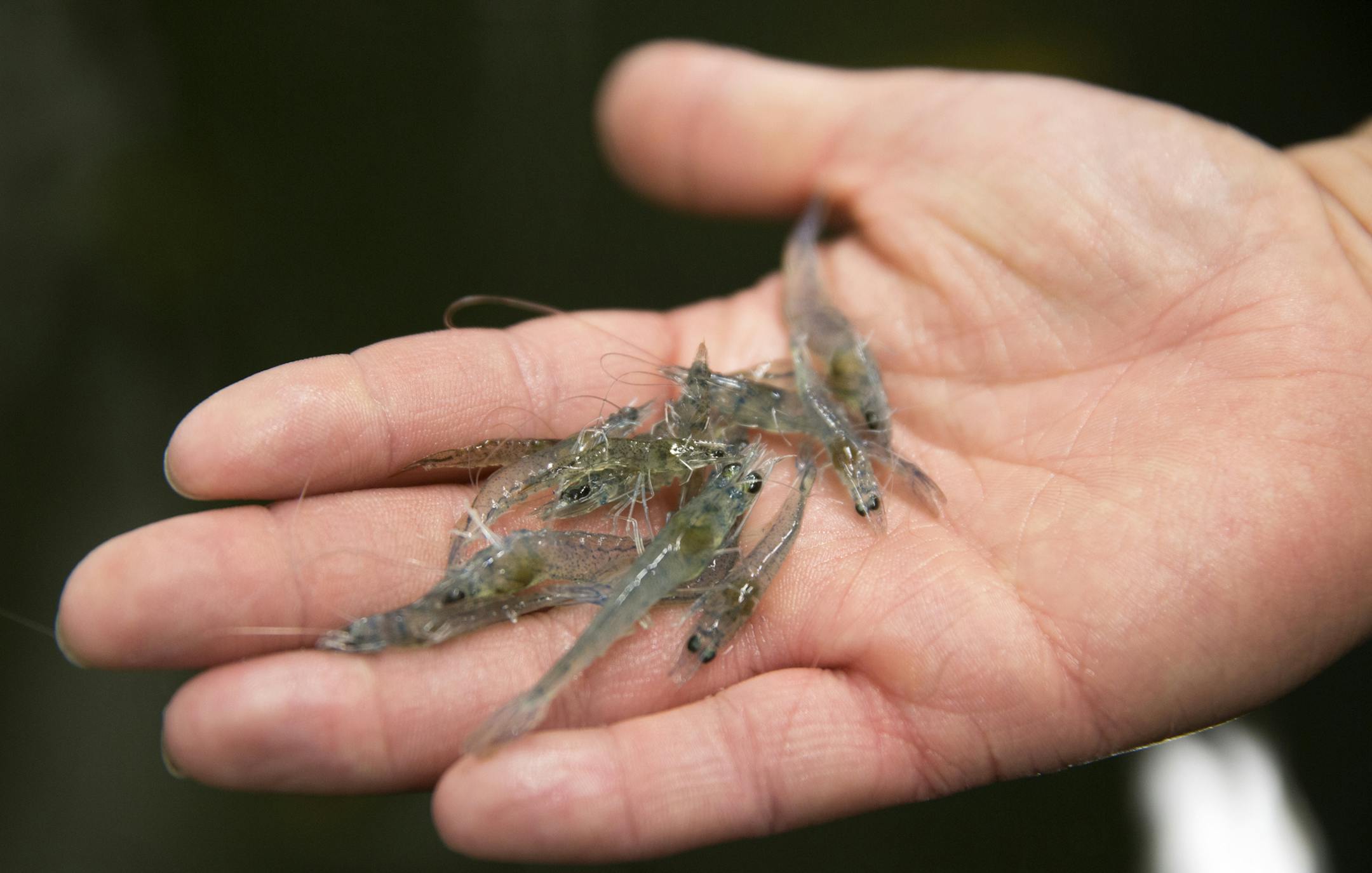 Animal research technician Leda Mox shows off some shrimp from the tanks in her hand at Cargill's Aquaculture lab in Elk River on Tuesday, January 20, 2015. ] LEILA NAVIDI leila.navidi@startribune.com / BACKGROUND INFORMATION: Aquaculture -- fish and shrimp farming -- is still small to compared to hogs, poultry and livestock, but its growing fast and its an important animal feed market for Cargill.