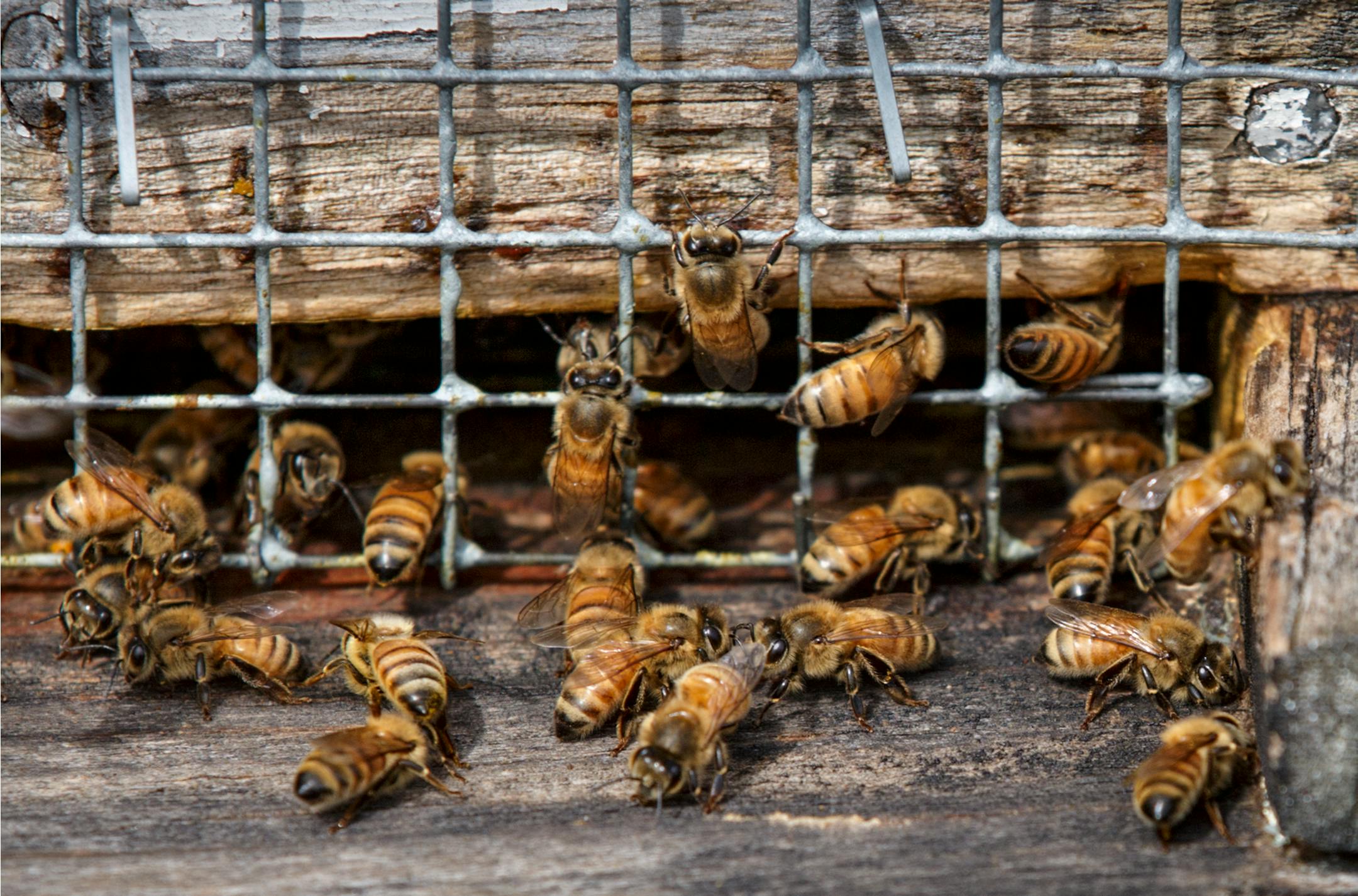 In this Sept. 14, 2014 photo, honeybees work in a hive located in an apple grove at Hartland Orchard, a family farm near the the Blue Ridge Mountains in Markham, Va.