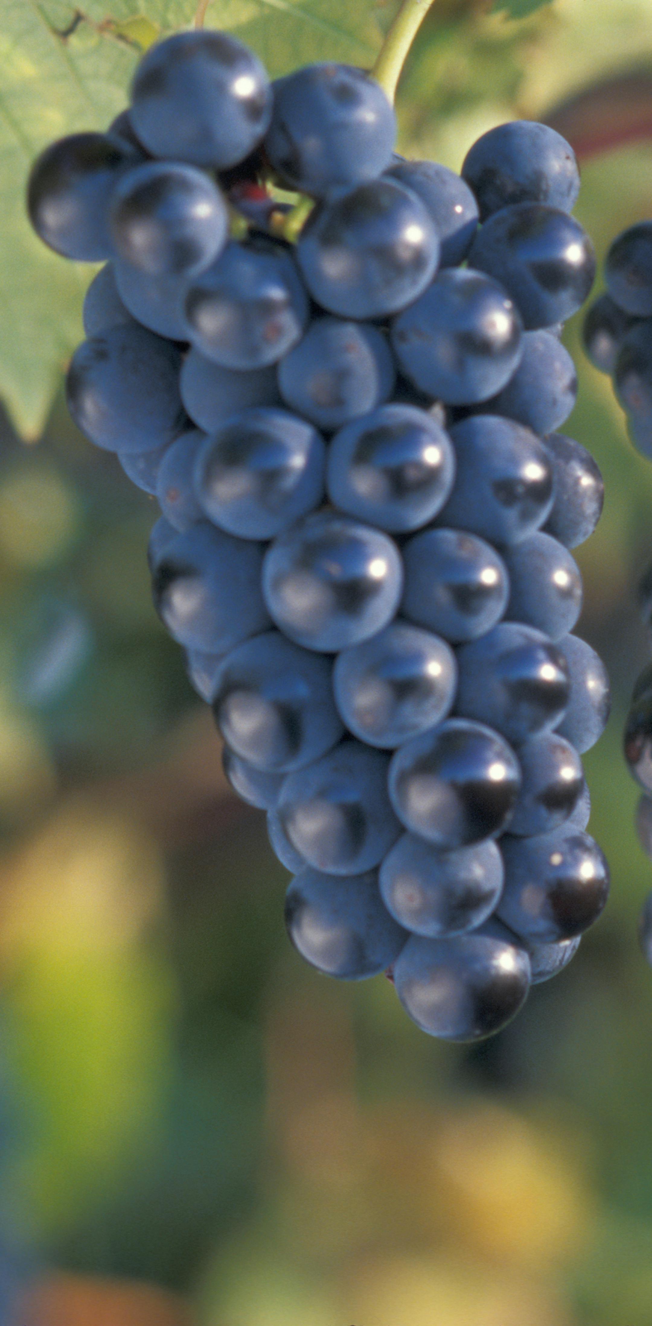 The Marquette grape, developed by the University of Minnesota for wine production