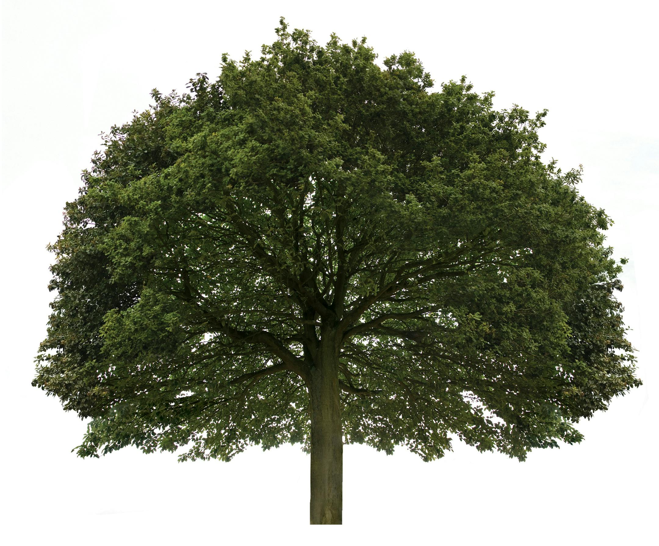 An oak tree.