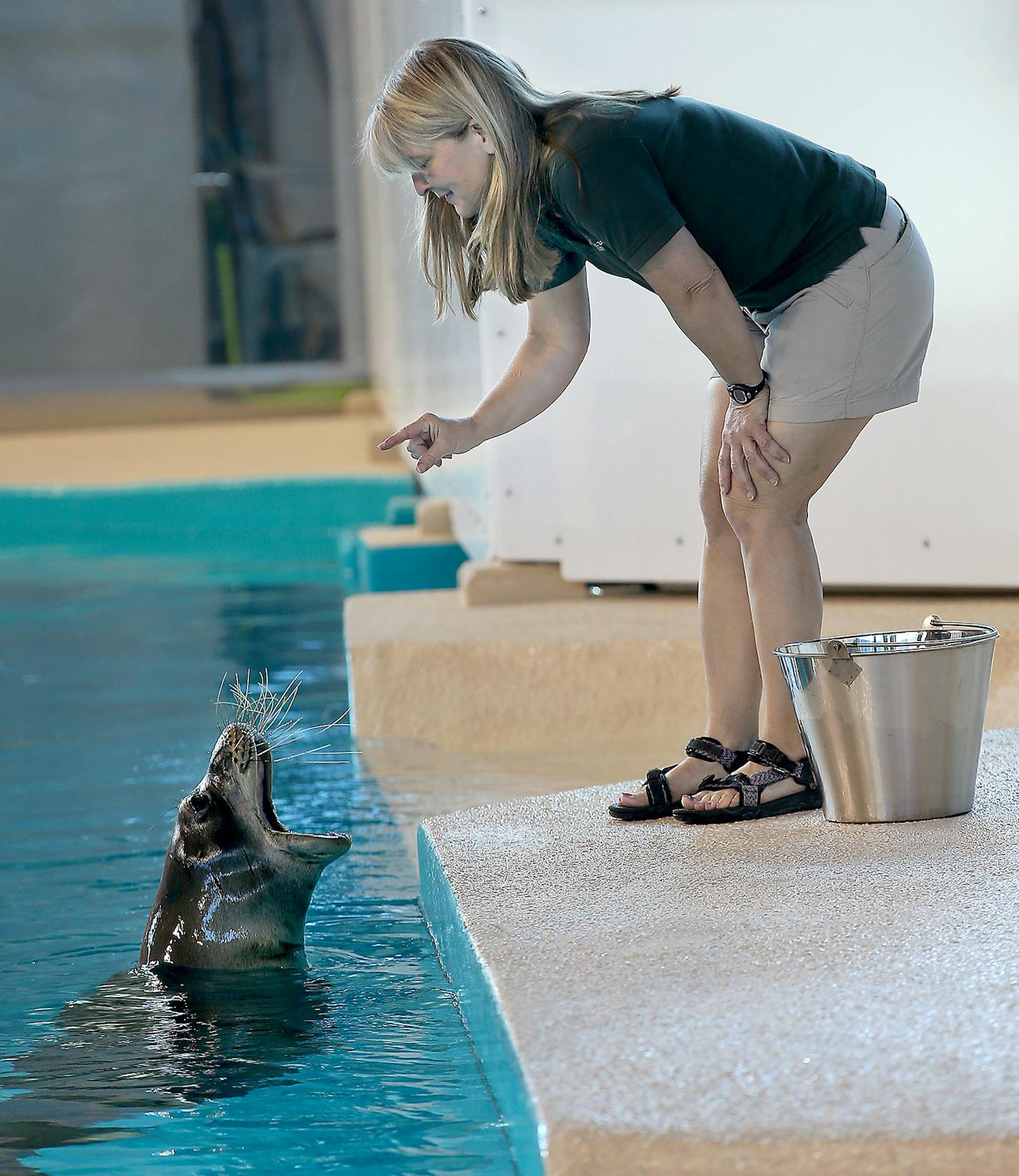 Jenny Beem, a Marine Mammal trainer, worked with "Ola," during feeding time at the Minnesota Zoo, Wednesday, May 13, 2015 in Apple Valley, MN. "Ola" is a Monk Seal, one of the most endangered marine mammals in the world, and the Minnesota Zoo is the only place outside Hawaii that people an see them. ] (ELIZABETH FLORES/STAR TRIBUNE) ELIZABETH FLORES &#x2022; eflores@startribune.com