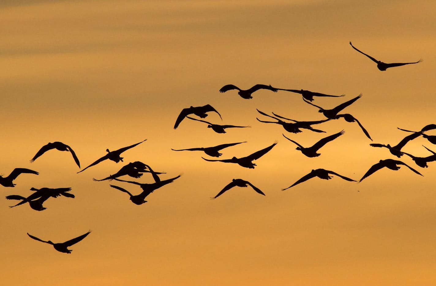 A flock of geese are silhouetted as they fly past Ambleside Park at sunset in West Vancouver, British Columbia, Tuesday, Aug. 25, 2015. (Darryl Dyck/The Canadian Press via AP) MANDATORY CREDIT