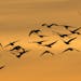 A flock of geese are silhouetted as they fly past Ambleside Park at sunset in West Vancouver, British Columbia, Tuesday, Aug. 25, 2015. (Darryl Dyck/T