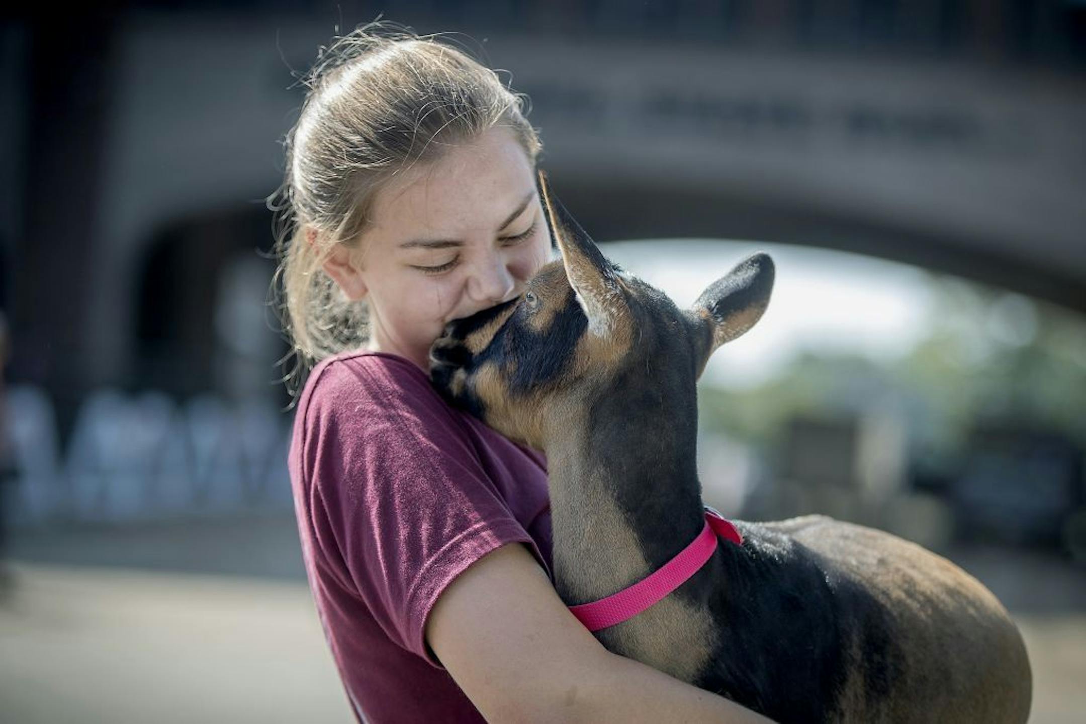 Julia Maynard of Winona, received loving from her goat "April" as she carried it to the goat barn at the Minnesota State Fairgrounds, Wednesday, August 22, 2018 in Falcon Heights, MN.