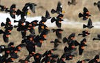 A mixed flock of migrating blackbirds Jim Williams