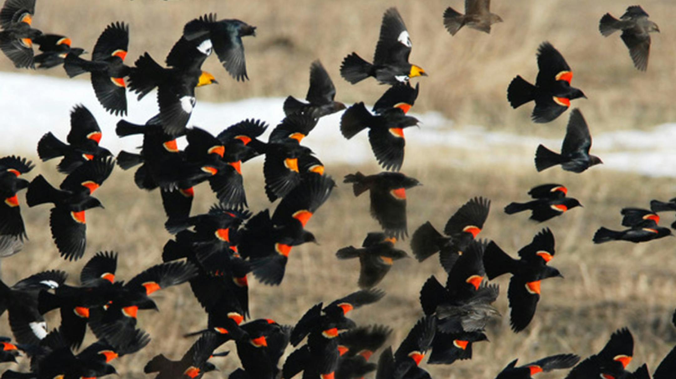 A mixed flock of migrating blackbirds Jim Williams