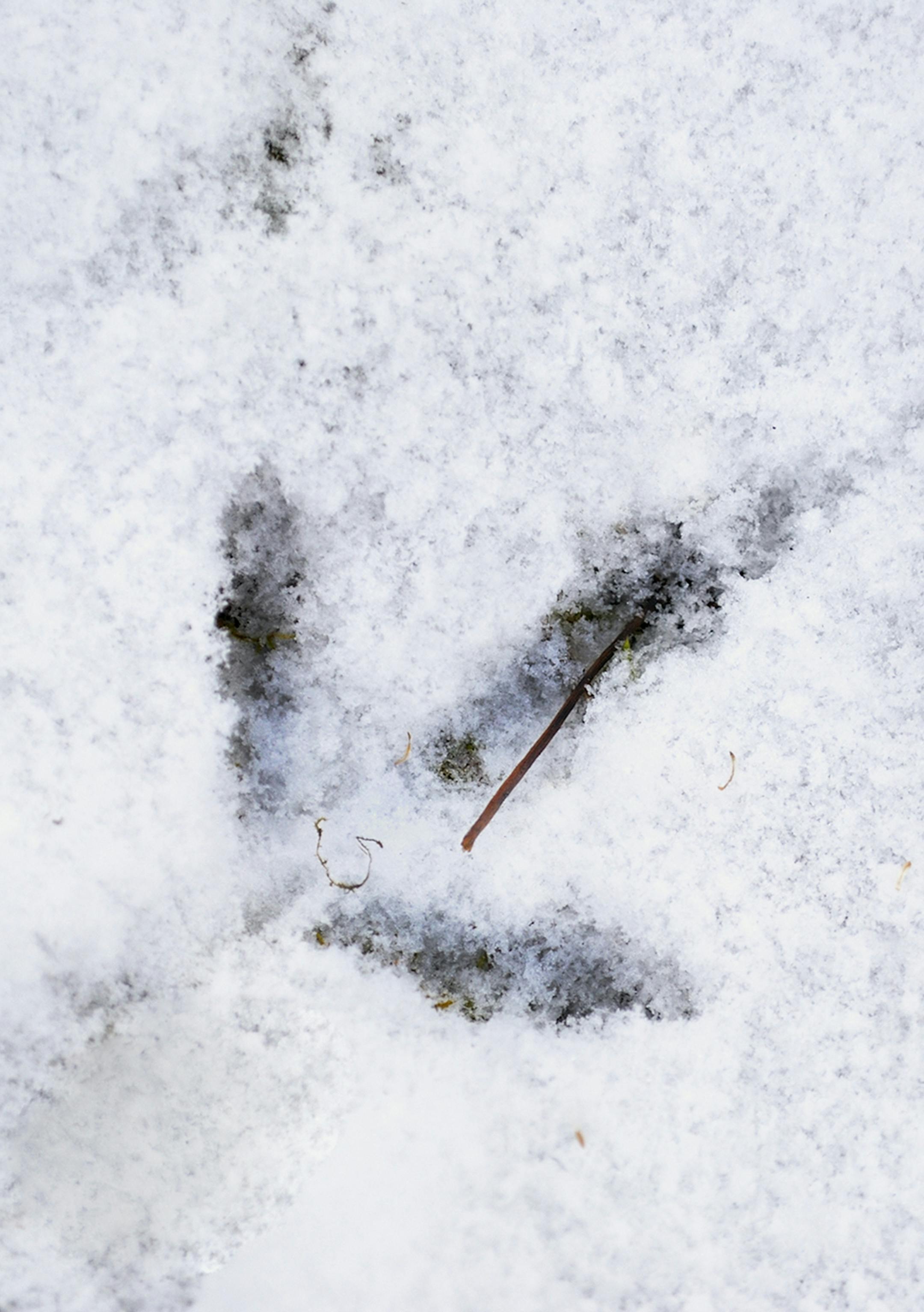 A ruffed grouse left a track in light snow while running.