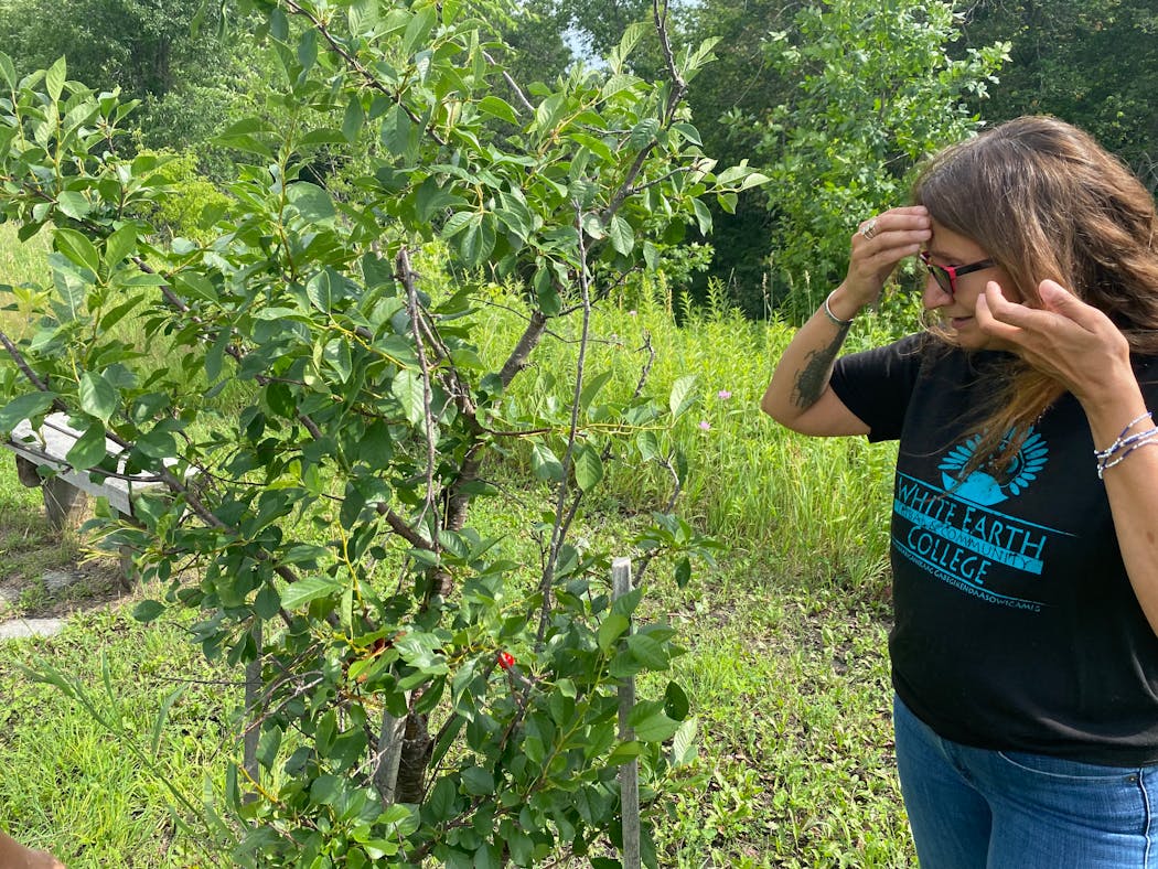White Earth Tribal and Community College Extension Director Lisa Brunner looked for berries on grounds near the college’s farm on July 19, 2022.