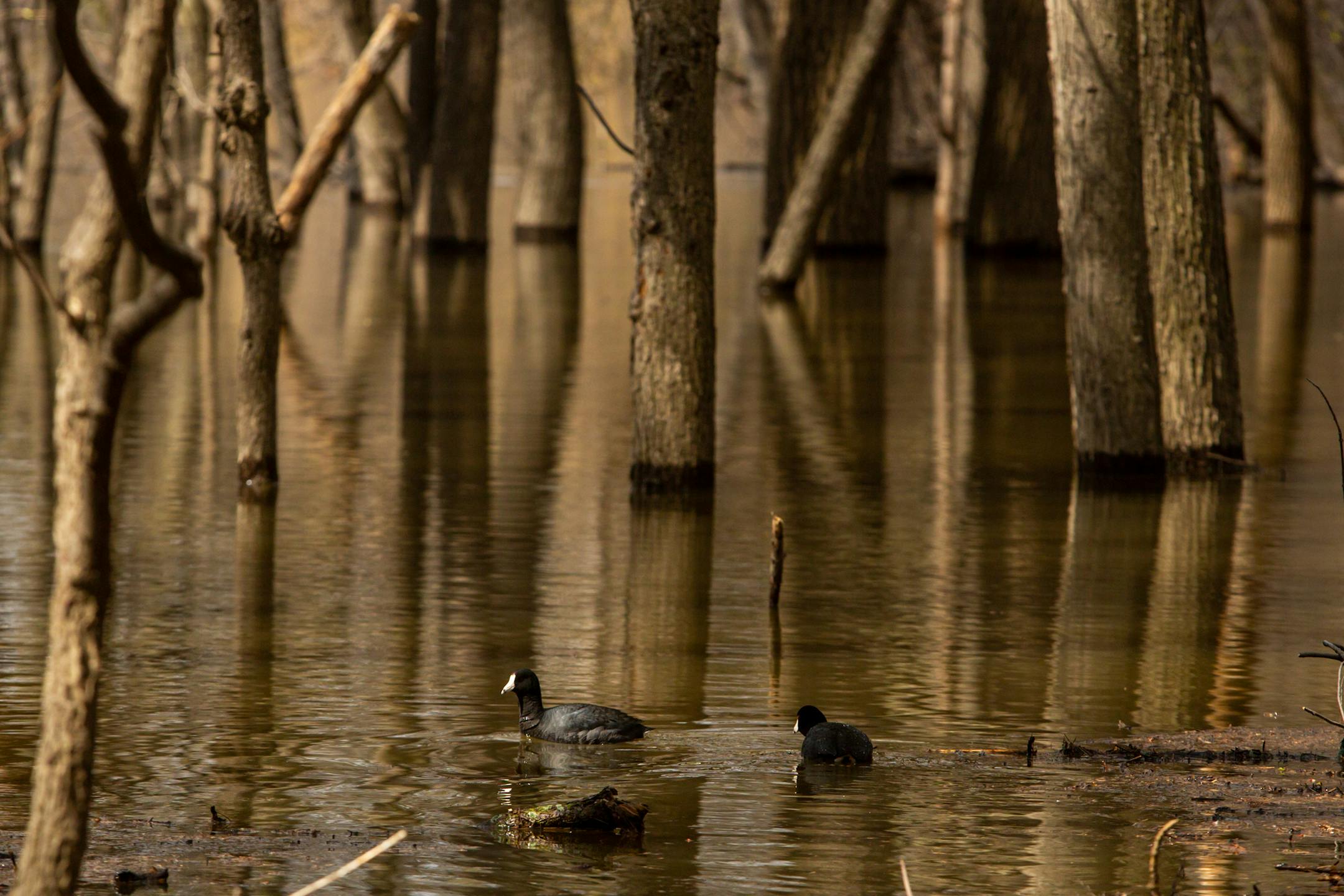 American Coots swim through the partially submerged woods surrounding the Minnesota River on Sunday, April 23, 2023, during a period of high spring flooding in Bloomington.