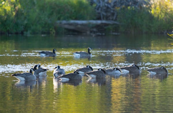 Geese float down the the St. Louis River Tuesday, Sep. 27, 2022 near Chambers Grove Park in Duluth, Minn. ]
