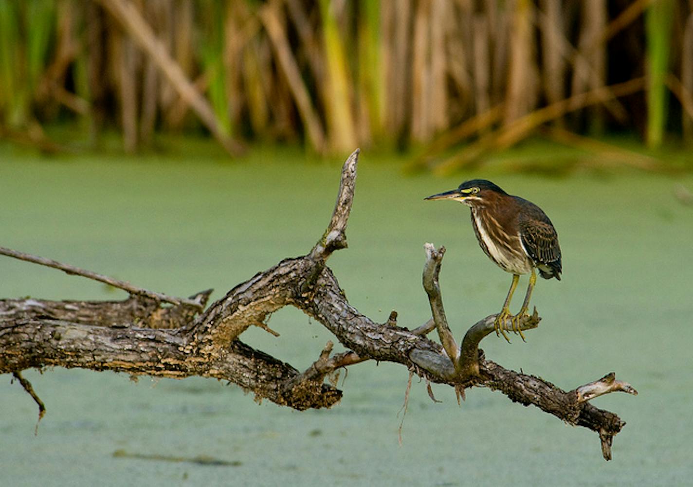 Provided by Minnesota Valley National Wildlife Refuge