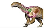 Ingentia prima had an improved, avian-like respiratory system with developed cervical air sacs, shown in green. Its lungs are shown in brown.