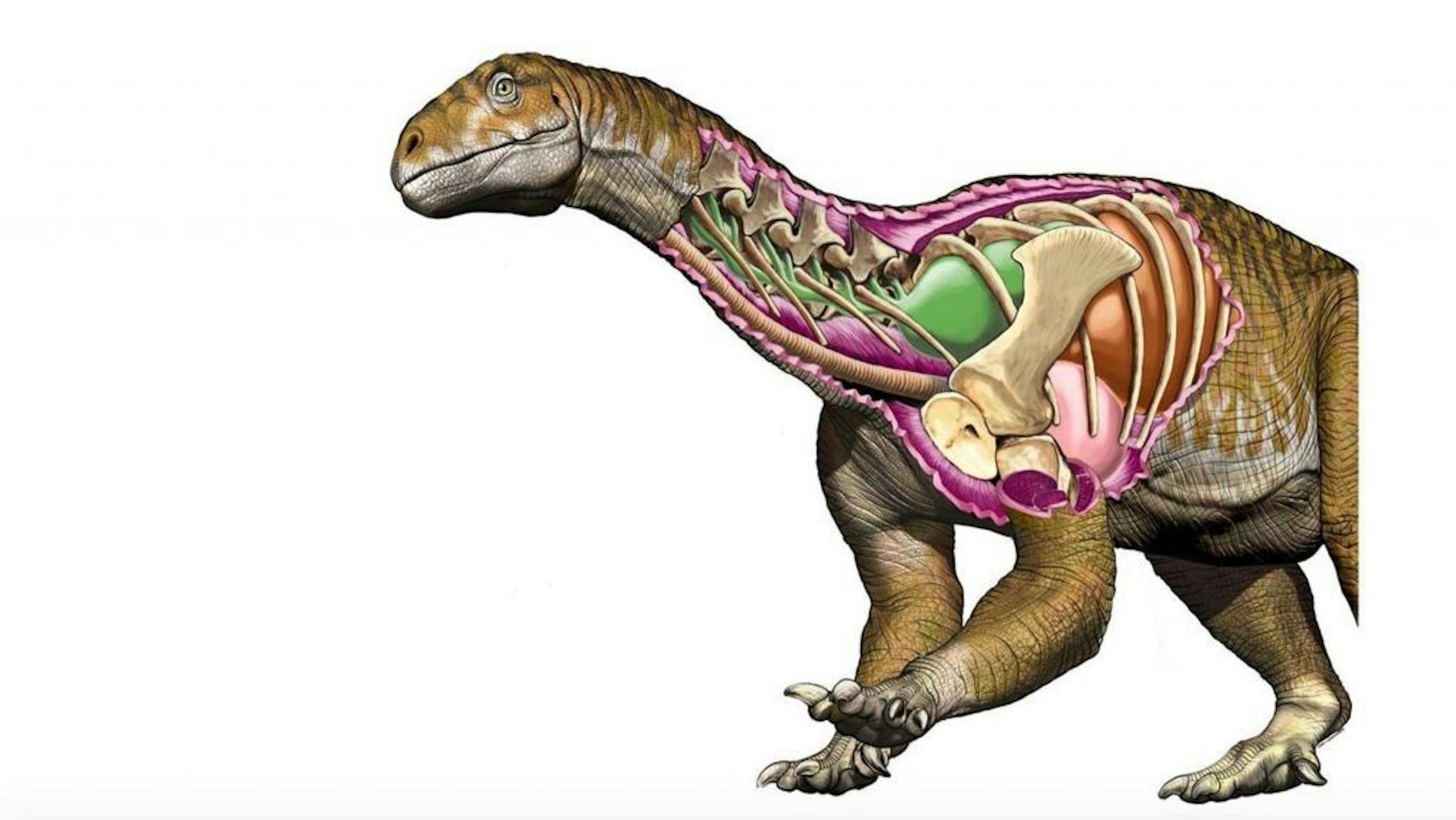 Ingentia prima had an improved, avian-like respiratory system with developed cervical air sacs, shown in green. Its lungs are shown in brown.