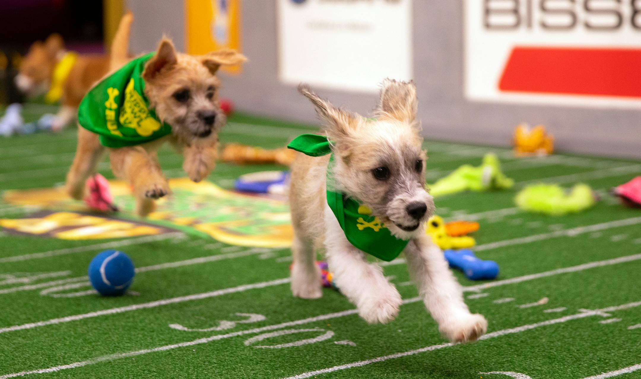 Animal Planet
"Puppy Bowl XV" ORG XMIT: 36243