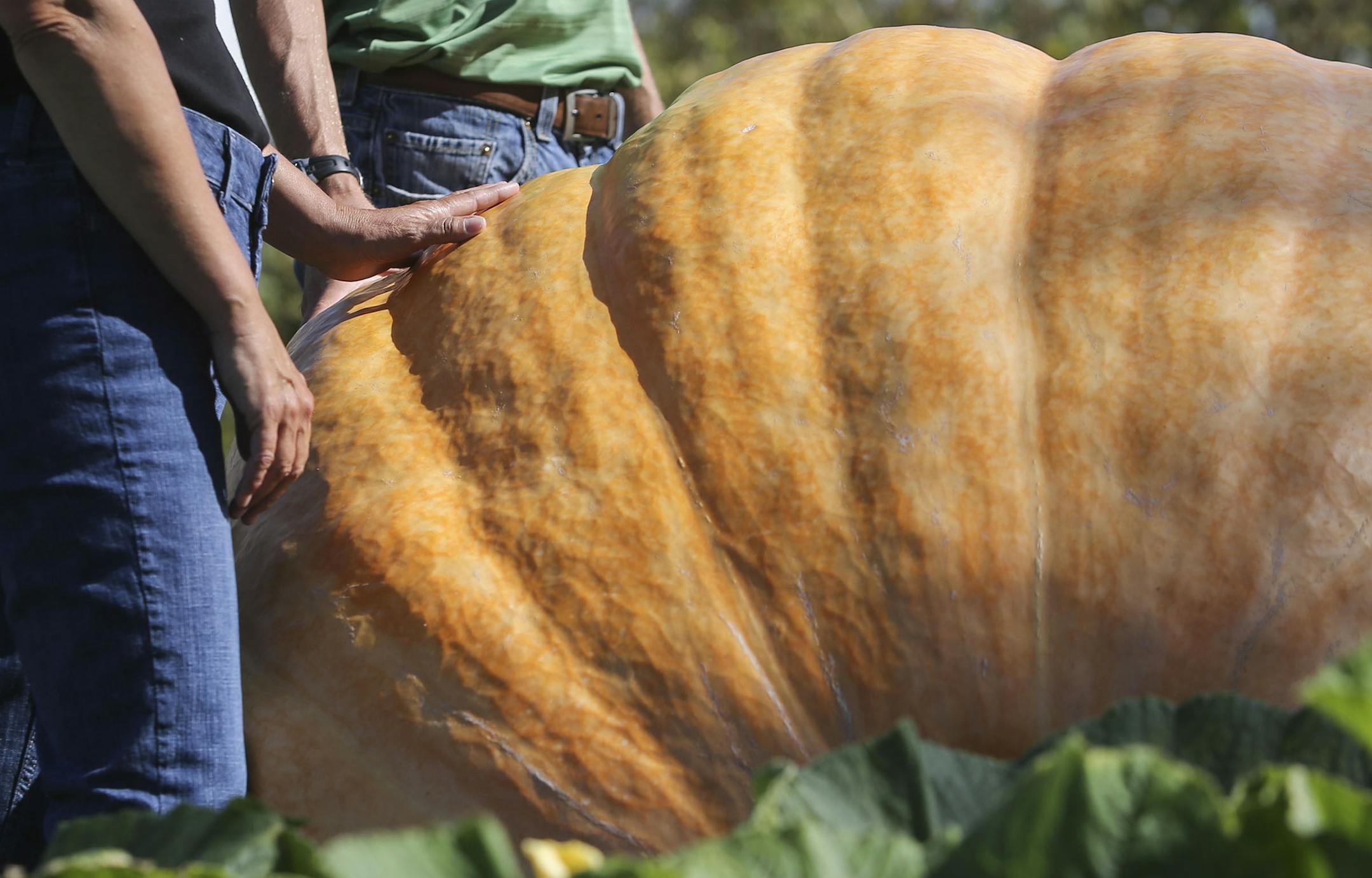Giant pumpkin grower Lorelee Zywiec, who was headed to Sturgeon Bay, WI, for a pumpkin contest, poses for a photograph with her 1,488 pound pumpkin with Chris Stevens, who held the world record for one year when he grew a 1,818.5 pound pumpkin in 2011.They were seen on Zywiec's farm Friday, Sept. 26, 2014, in New Richmond, WI.](DAVID JOLES/STARTRIBUNE)djoles@startribune.com Giant pumpkin grower Lorelee Zywiec will pick one of the massive pumpkins she's grown this year. She enters the pumpkins in