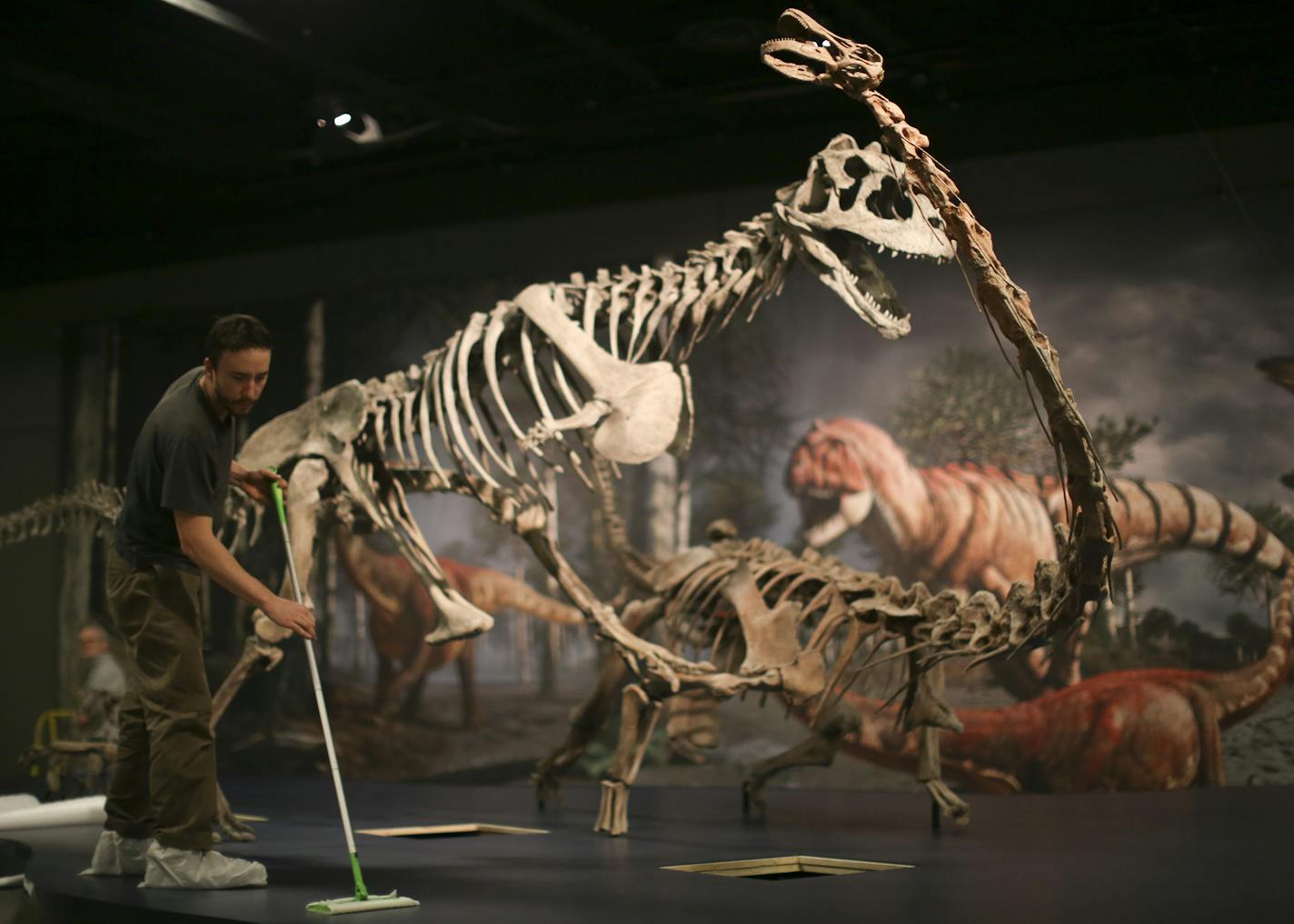 Vertebrate paleontologist and Macalester College Assistant Professor in geology and biology Kristi Curry Rogers found and subsequently got to name a titanosaur, the Rapetosaurus, while working in Madagascar in 2001. A facsimile of her discovery was assembled this week, along with many others, at the Science Museum of Minnesota for the exhibit Ultimate Dinosaurs, opening March 1st. Museum staffer Nicholas Gadbois cleaned up around the display of a Majungosaurus, left, and Curry Rogers' Rapetosaur