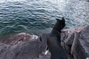 Angus watched the lake endlessly, but he refused to put even one paw in the water.