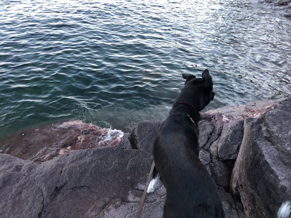 The Puppy Chronicles: Angus finds serenity Up North