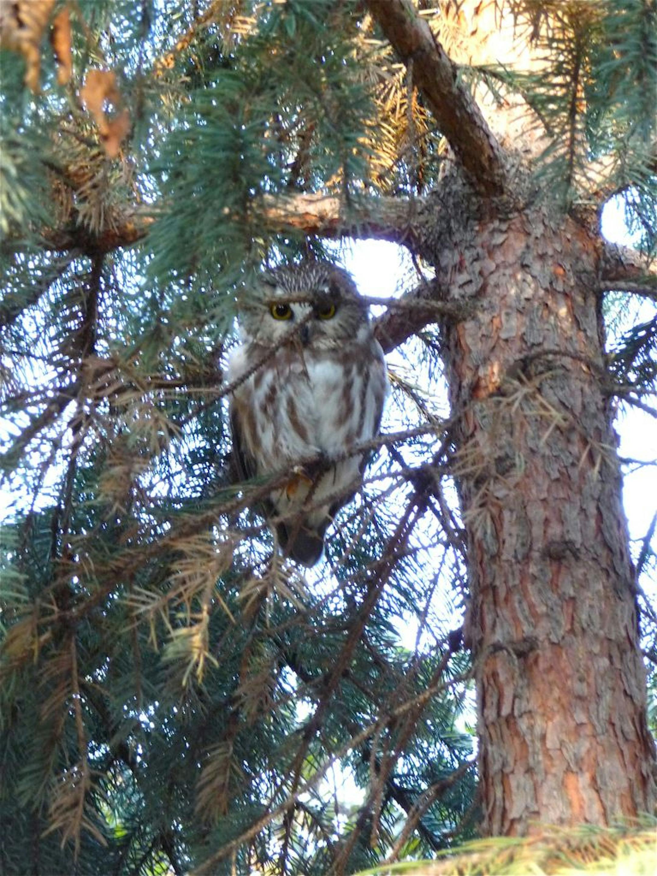 Saw-whet owls stop to nap as they migrate through this area to parts farther south for the winter.