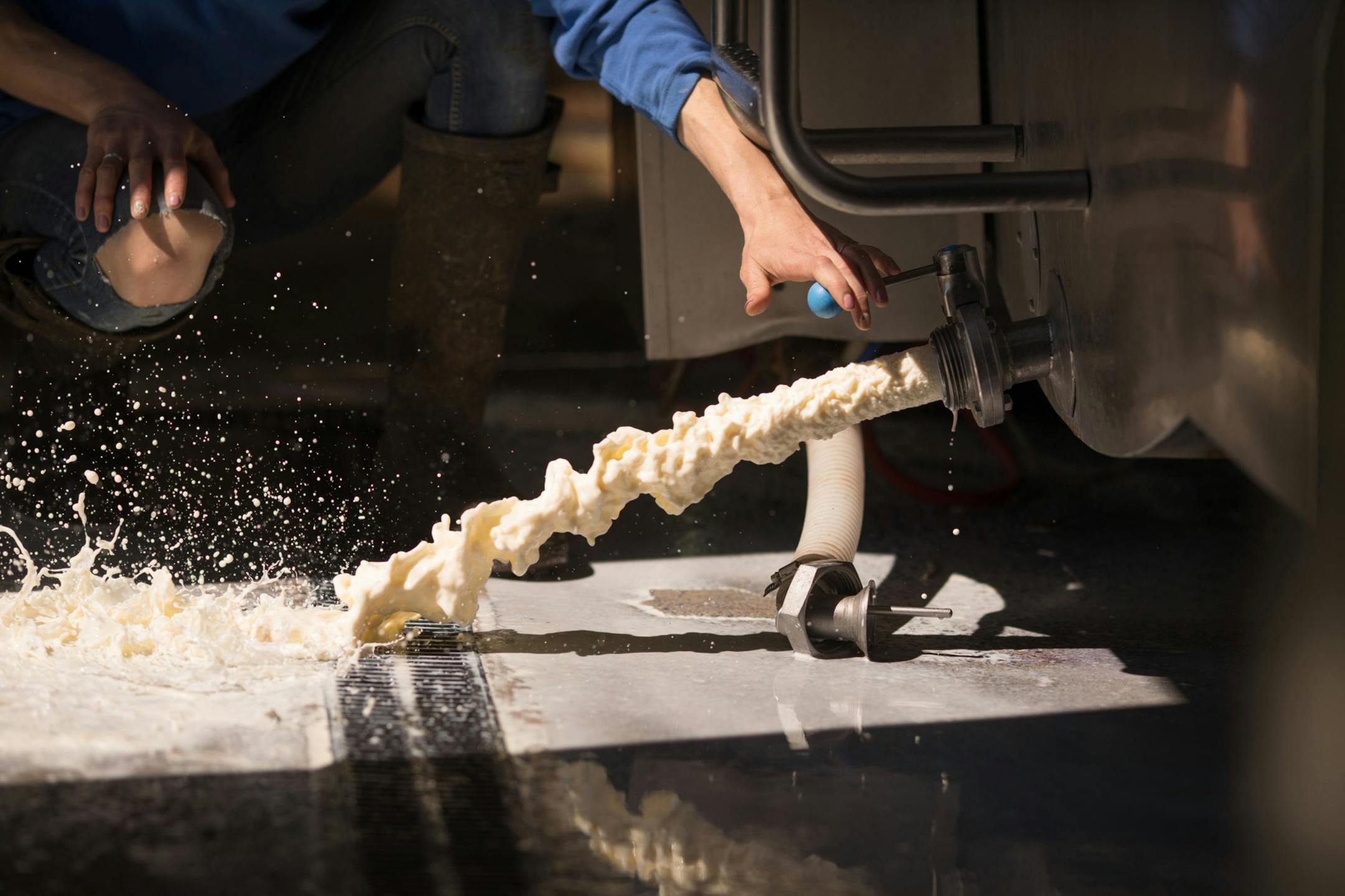 A dairy farmer dumps excess milk down a drain at a dairy farm in Ashford, U.K., on April 26, 2020. MUST CREDIT: Bloomberg photo by Jason Alden.