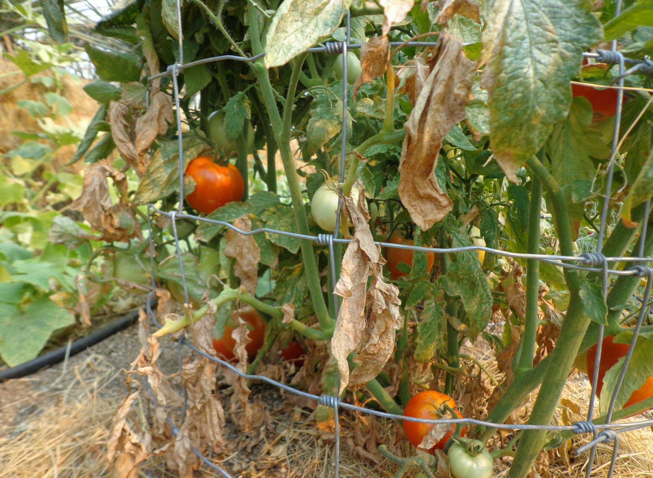 Just as the garden goes into production mode, we want to go on vacation. Follow some simple tips to help your garden live longer and produce more, all while being trouble-free into fall. (Maureen Gilmer/MCT) ORG XMIT: 1154968