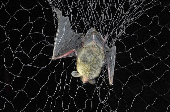 Facing a bleak outlook, Minnesota bat researchers give up on