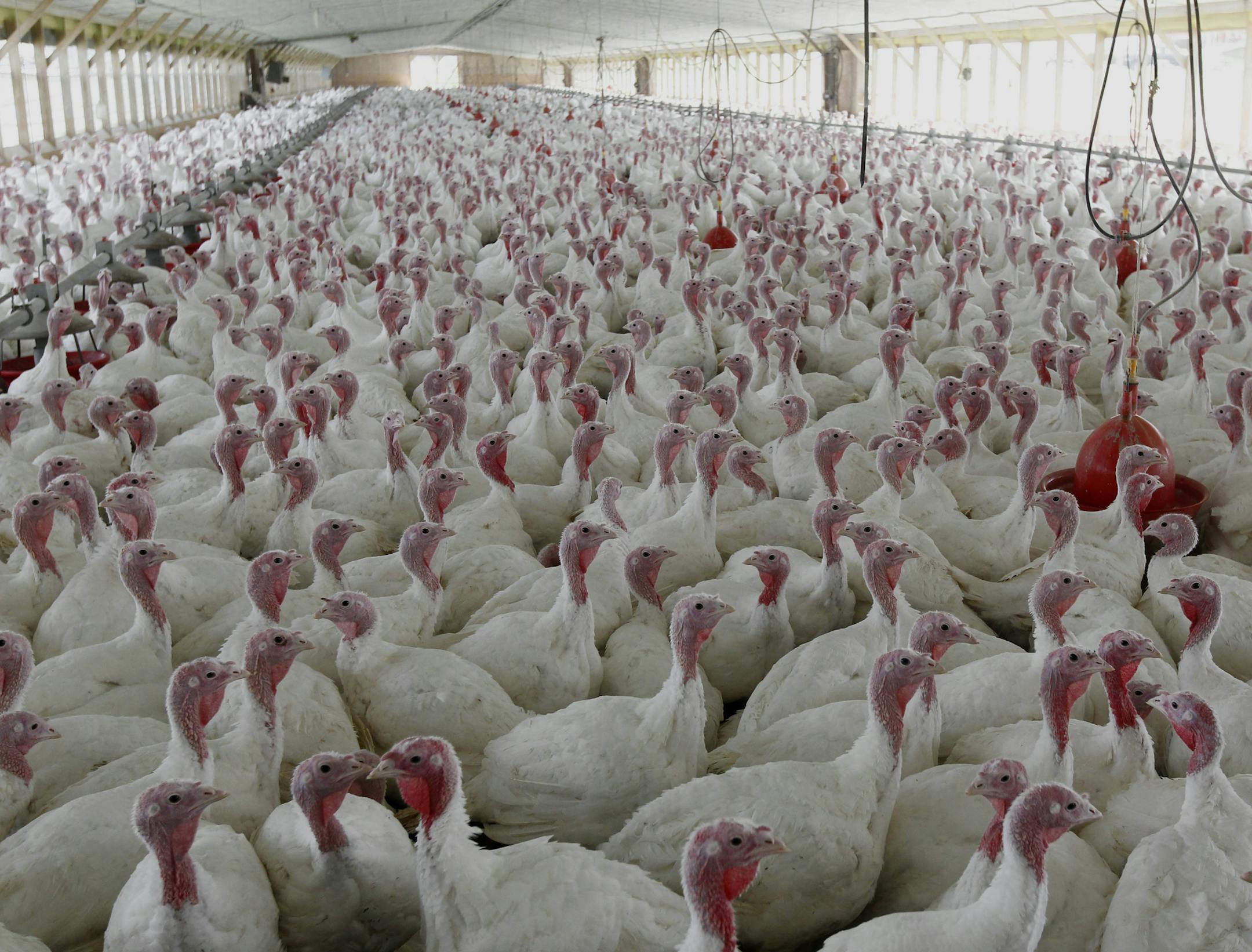FILE - This April 11, 2012 file photo shows turkeys raised without the use of antibiotics at David Martin's farm, in Lebanon, Pa. Citing a potential threat to public health, the Food and Drug Administration moved Wednesday toward phasing out the use of some antibiotics in animals processed for meat. (AP Photo/Matt Rourke, File)